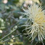 Rhaponticoides alpina Blüte