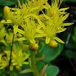 Petrosedum rupestre Flor