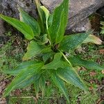 Zantedeschia albomaculataফল