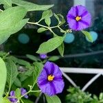 Lycianthes rantonnetii Mosusu