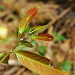 Dichostemma glaucescens Leaf