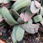 Gasteria glomerata Hoja