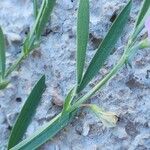 Lathyrus hirsutus Leaf