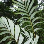 Sclerosperma mannii Blatt
