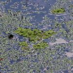 Salvinia natans Leaf