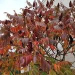 Rhus typhinaList