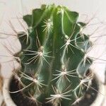 Ferocactus herrerae Foglia