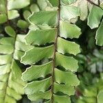 Adiantum latifolium 葉