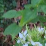 Cleome spinosa Other