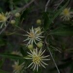 Clematis pauciflora Cvet