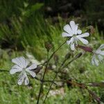 Silene italica Blomma