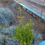 Kalanchoe densiflora ᱥᱟᱠᱟᱢ