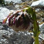 Culcitium serratifolium Flower