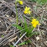 Narcissus minor Habit