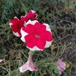 Petunia x hybrida Blomma