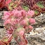 Sempervivum marmoreum Цвят