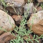 Nidorella aegyptiaca Blad