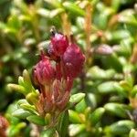 Kalmia procumbens 果