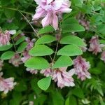 Indigofera decora Folha