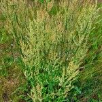 Rumex thyrsiflorus Pokrój