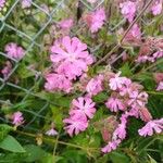 Silene pendula Lorea