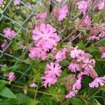 Silene pendula പുഷ്പം