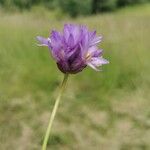 Dipterostemon capitatus Flower