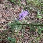 Liatris pilosa Leaf