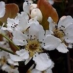 Pyrus pyrifolia Blomma