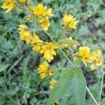 Lysimachia vulgarisКветка