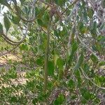 Ceriops tagal फल