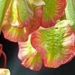 Rumex roseus Flower