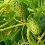 Melothria scabra Fruit