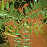 Casearia arborea 樹皮