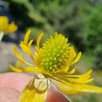 Ranunculus paludosus Fruit