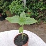 Helianthus annuusЛист