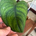 Monstera siltepecana Ліст