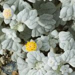 Psathyrotes ramosissima Flower