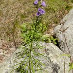 Liatris scariosa Elinympäristö