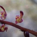 Bulbophyllum calyptratum Kwiat