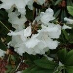 Rhododendron decorum Flor