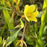 Ludwigia adscendens Flower