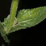 Verbascum creticum Leaf