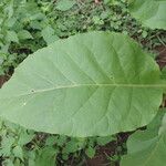Nicotiana tabacum Blad