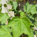 Gossypium hirsutum Leaf