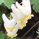 Dicentra cucullaria Flor