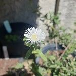 Mesembryanthemum nodiflorum Flower