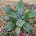 Agave havardiana 叶