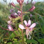 Cleome monophylla Other
