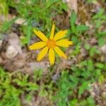 Coreopsis auriculata Flower